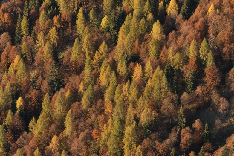 aerial view of many trees and their leaves