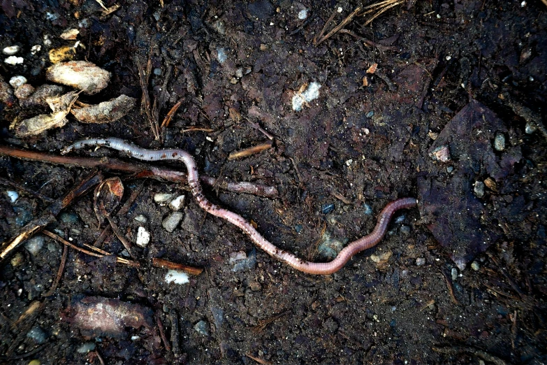 an interesting snake laying on top of the dirt