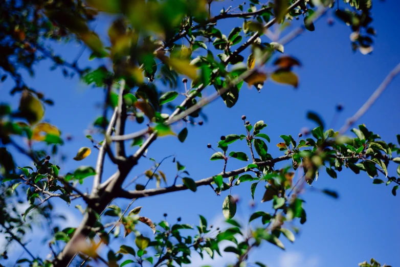 a few leaves on a tree outside of a building