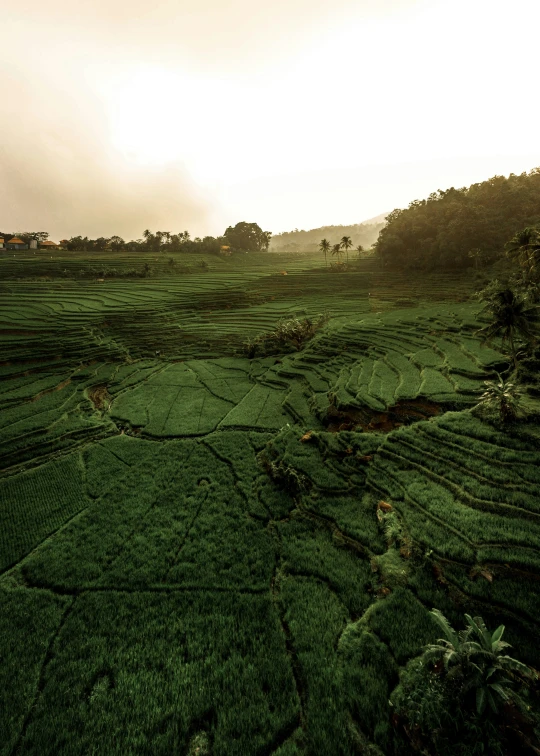 a field that has some trees in it