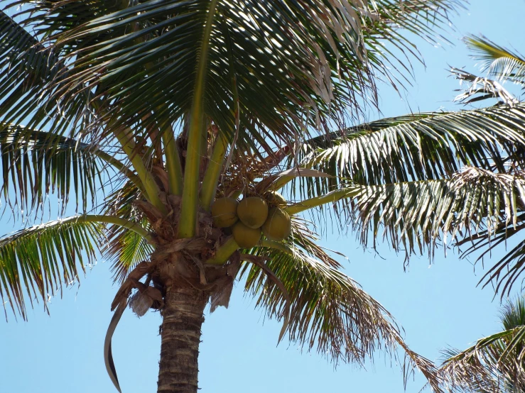 a palm tree with coconuts hanging from it