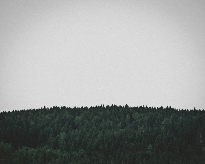 three airplanes flying over a tall forest under a cloudy sky