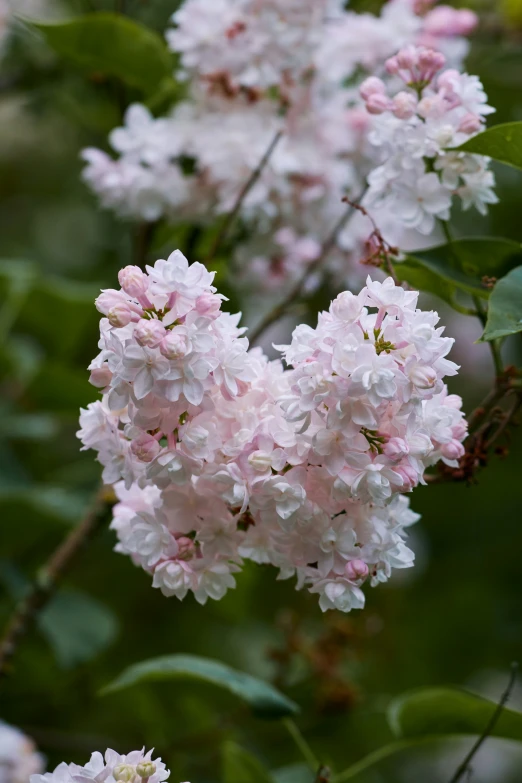 pink and white flowers blooming in the forest