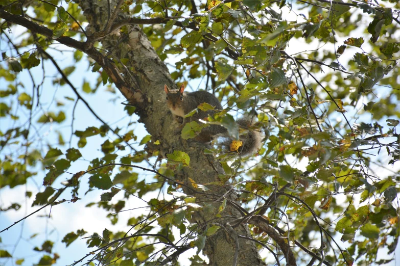 a squirrel sleeping on the side of a tree