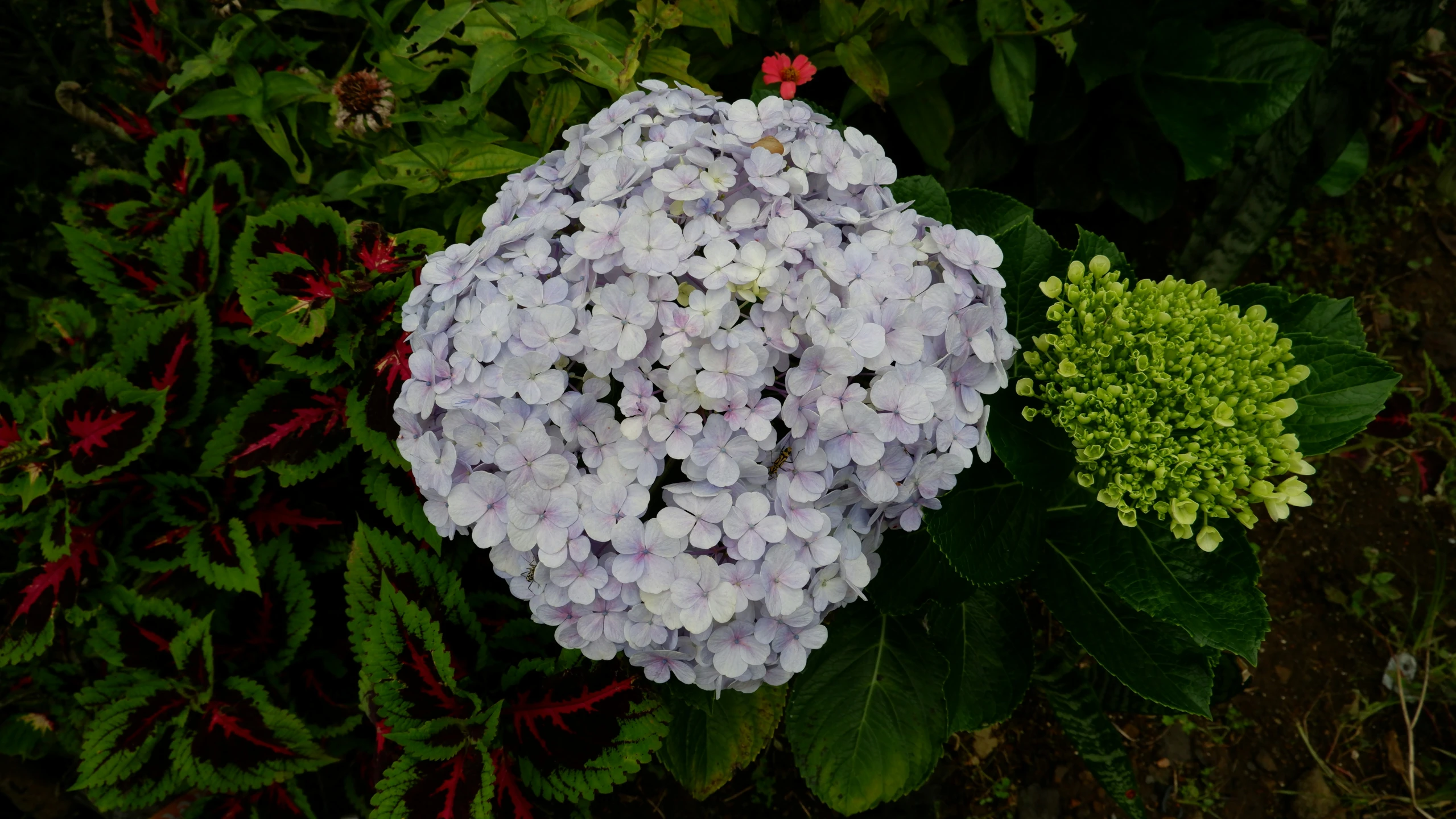 flowers that are growing in the grass near some plants