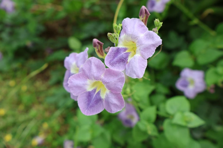 some very pretty flowers in a green bush