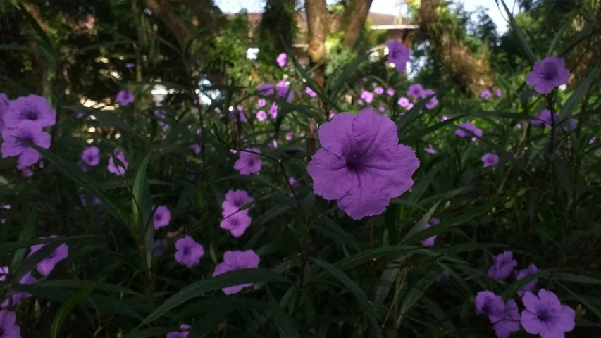 some purple flowers with trees in the background