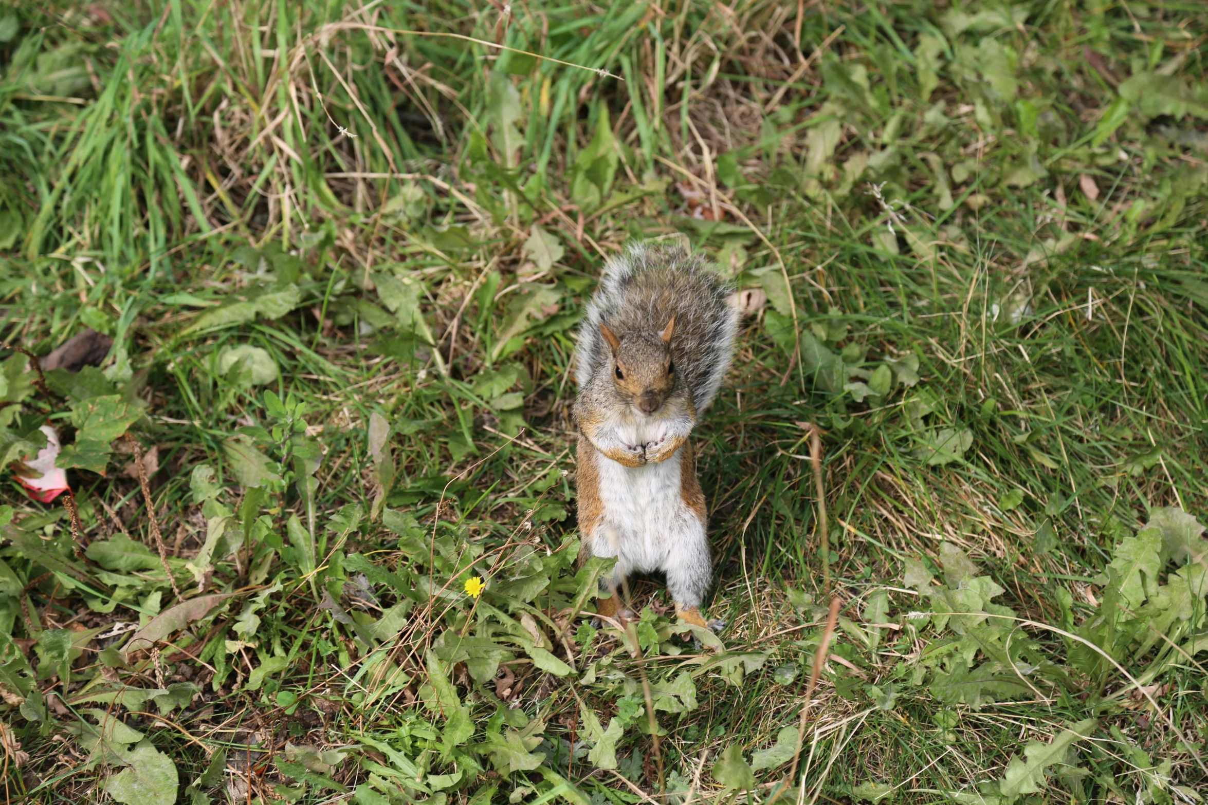 squirrel is standing up in the grass with its mouth open