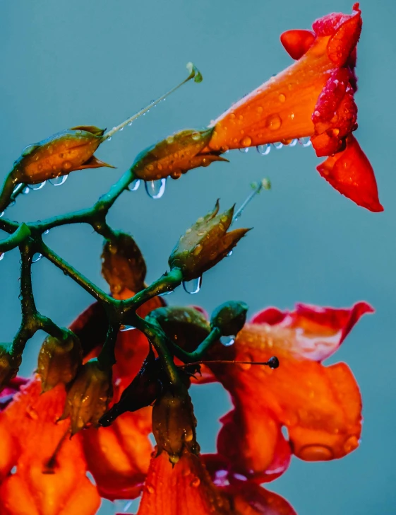 raindrops falling on the red flowers and leaves