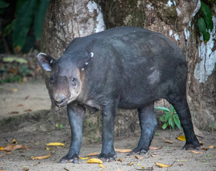 a black bear stands in front of a tree