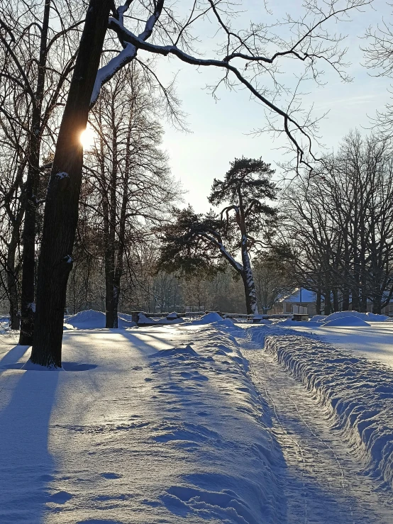 the sun shining on some snow and trees