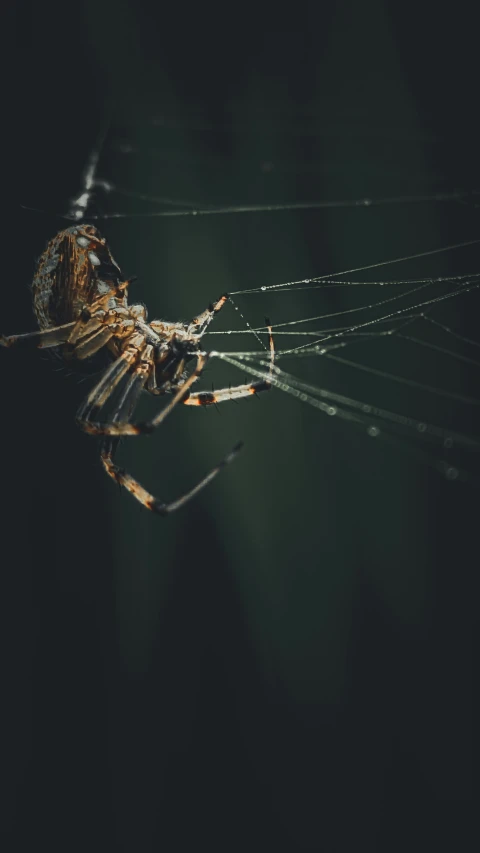 a spider on a web in the dark