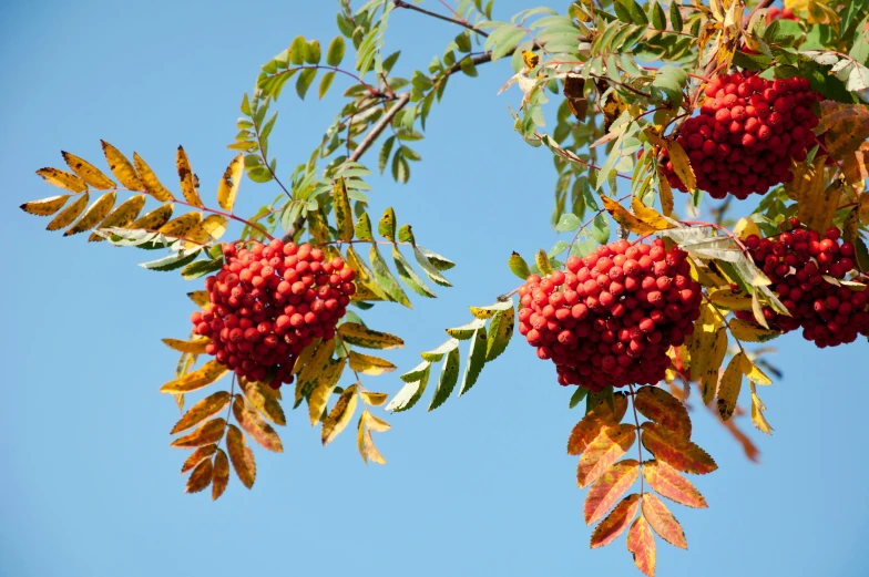 small berries hang from the nches of a tree