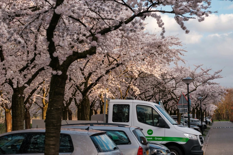 the trees have bloomed many times and are all along this street