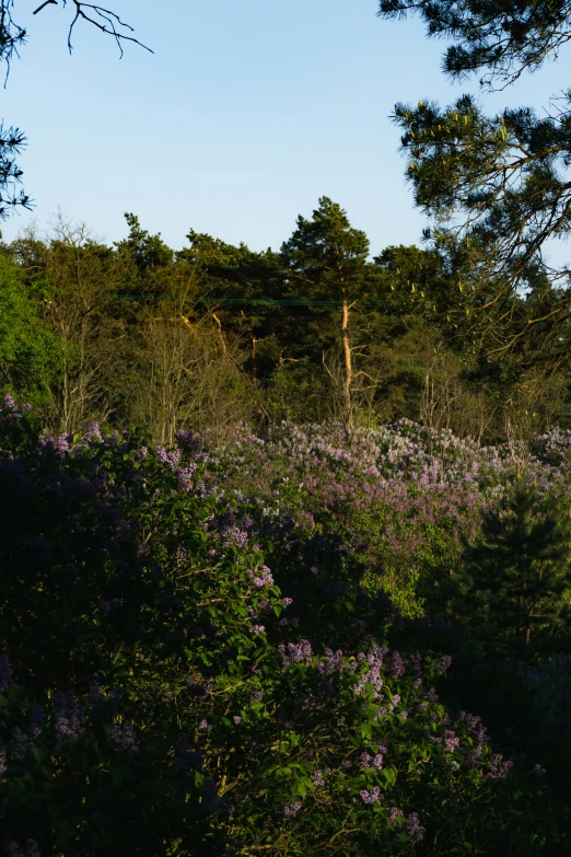 this is a po of a field of flowers in a forest