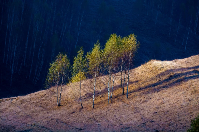 trees with brown patches on the top of a hill