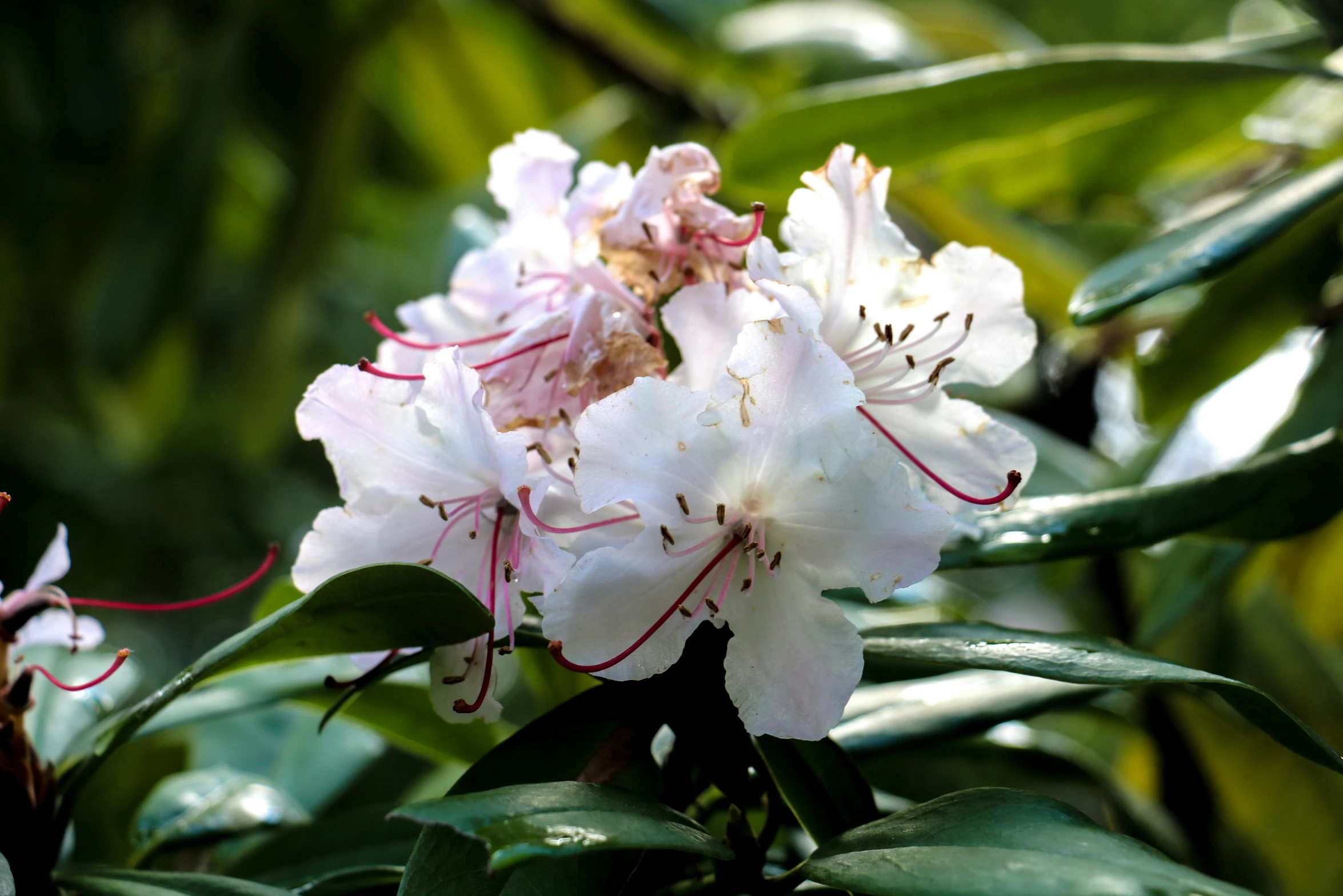 white and red flowers are growing on the green foliage