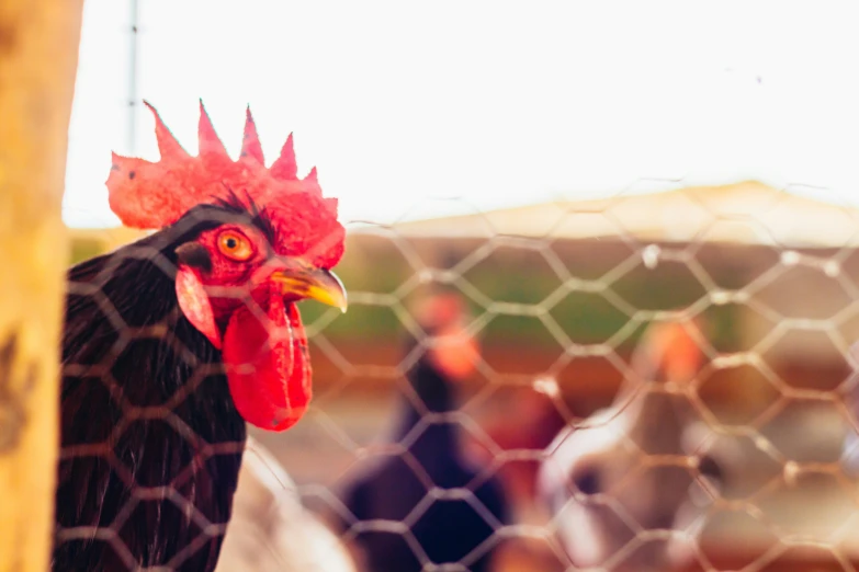 rooster in a chicken enclosure staring into the camera