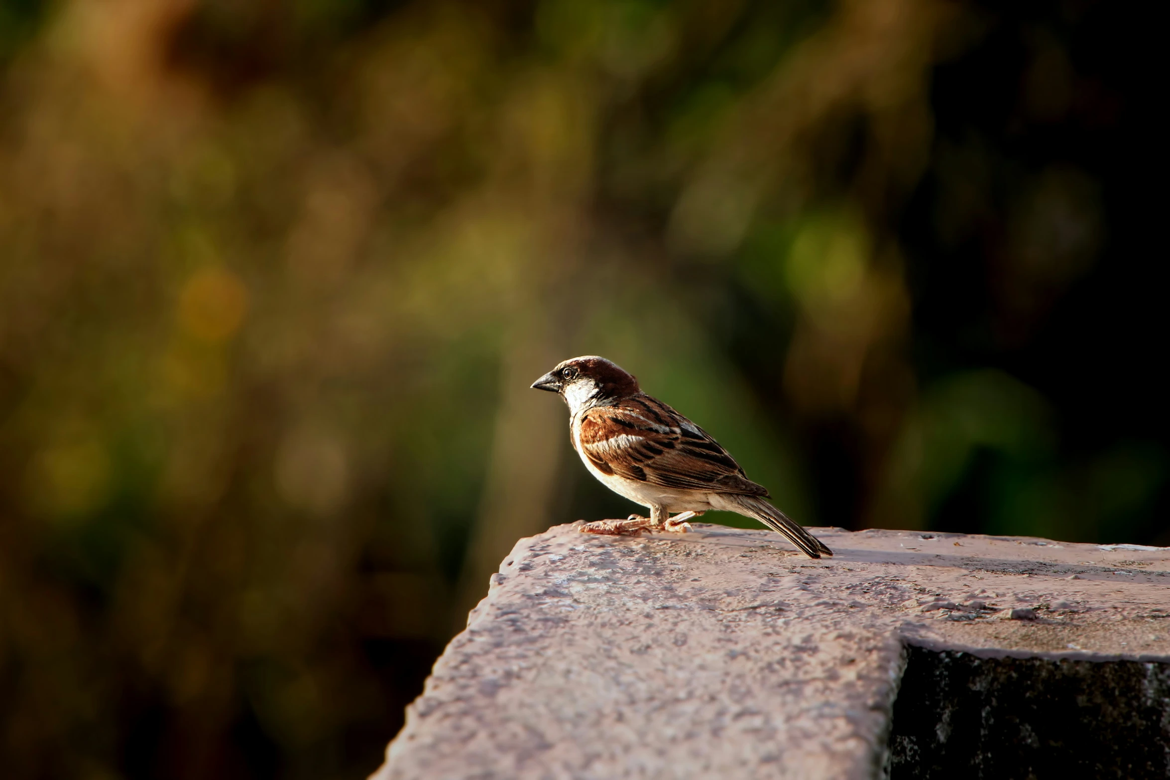 there is a small bird standing on a cement block