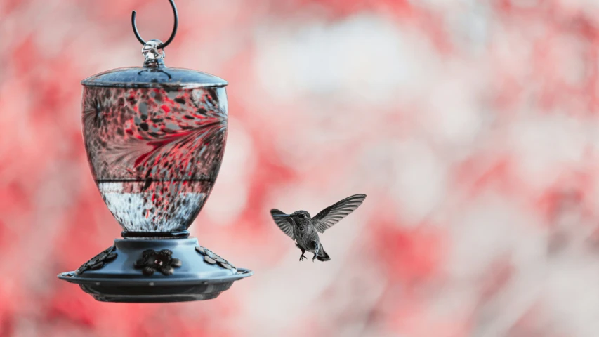 a hummingbird hovering near a feeder with a bird on it