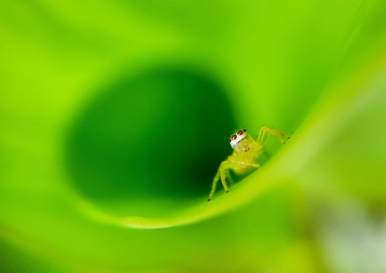 an abstract po of a grasshopper on a leaf