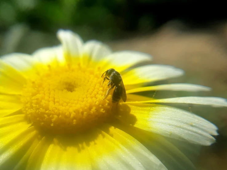 a yellow and white flower with a bee in it