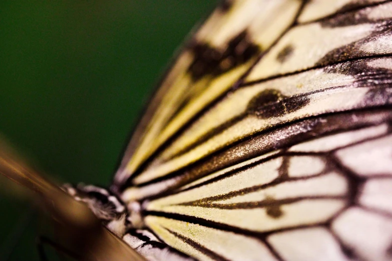 closeup image of the wing of a erfly