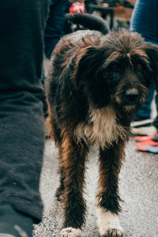 a furry dog with long hair walking across a street