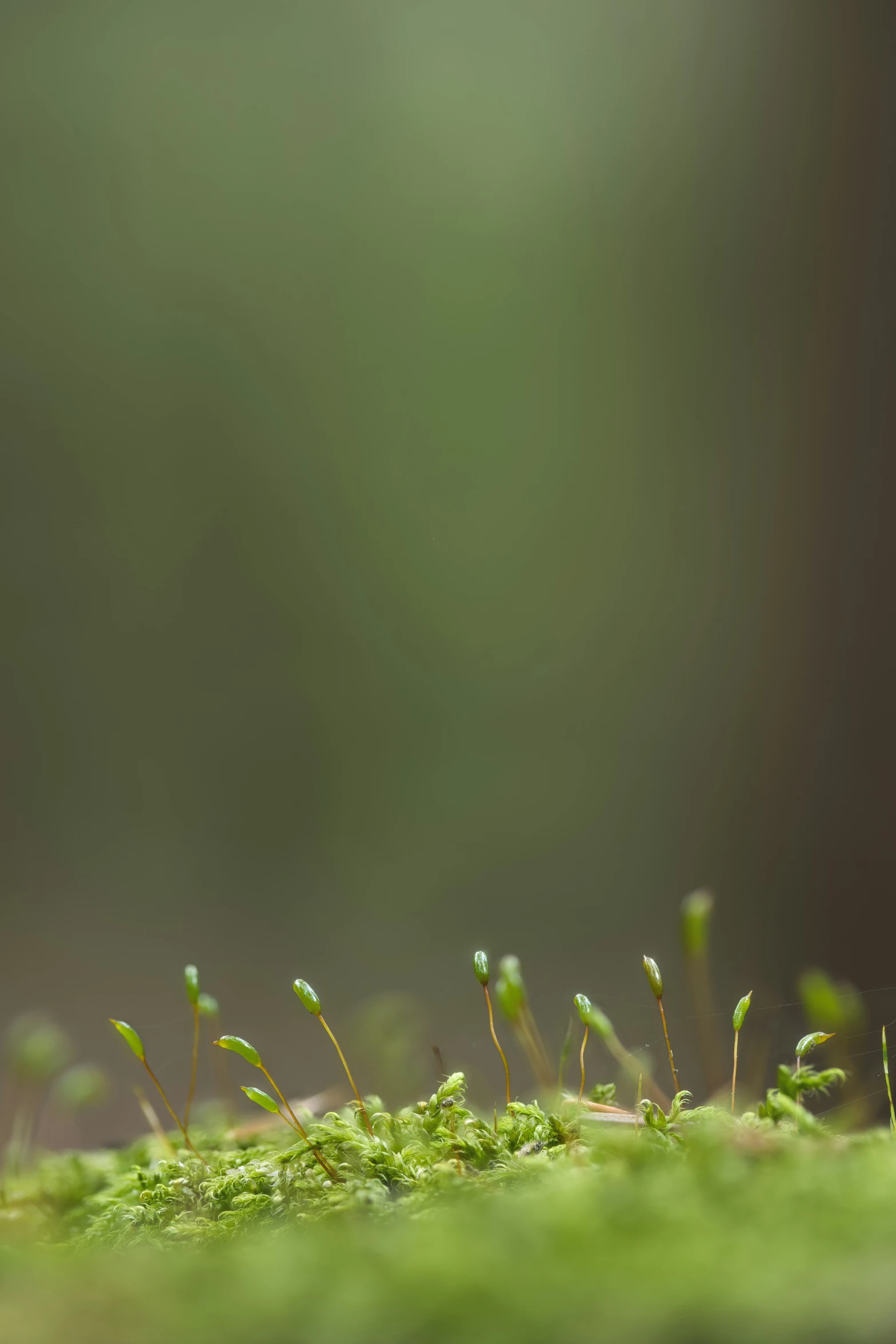 small green plants on a log in the grass