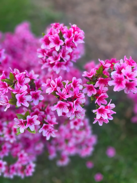 purple flowers with green leaves in a field