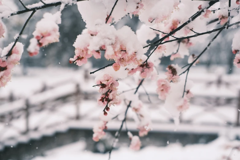 a bunch of pink flowers on a tree in the snow