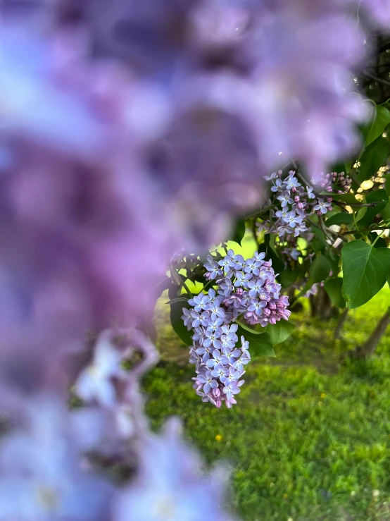 purple flowers growing on a tree next to the grass