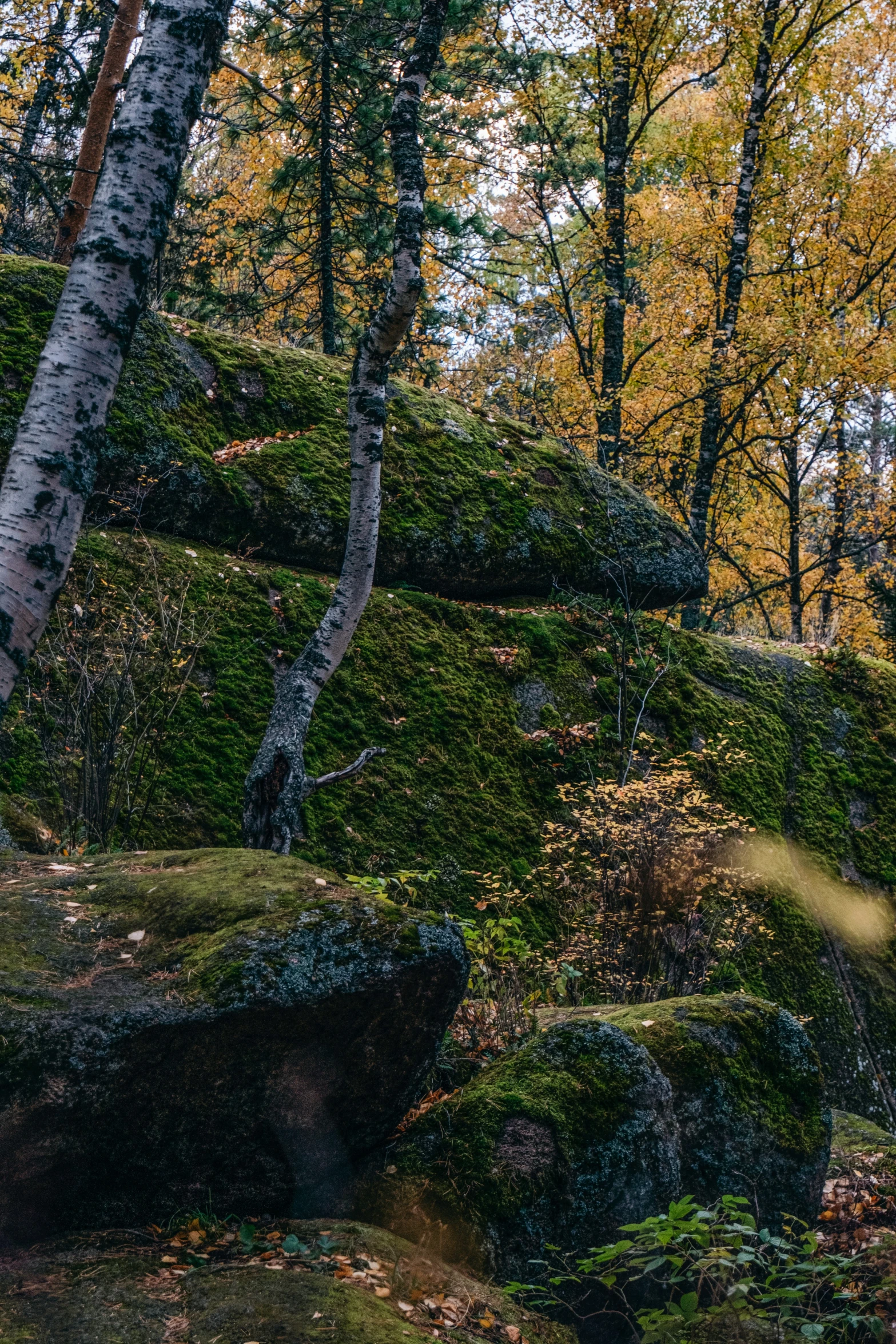 green mossy rock formation in an autumn forest