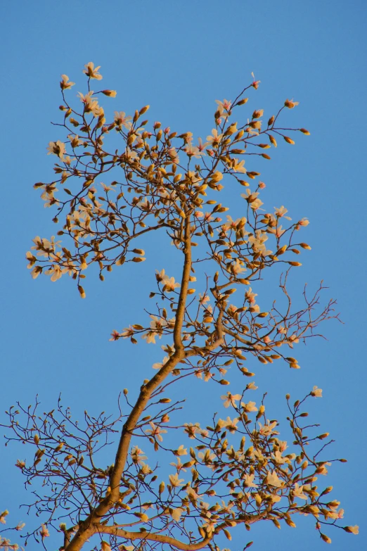 a tree with lots of brown leaves with blue sky in background