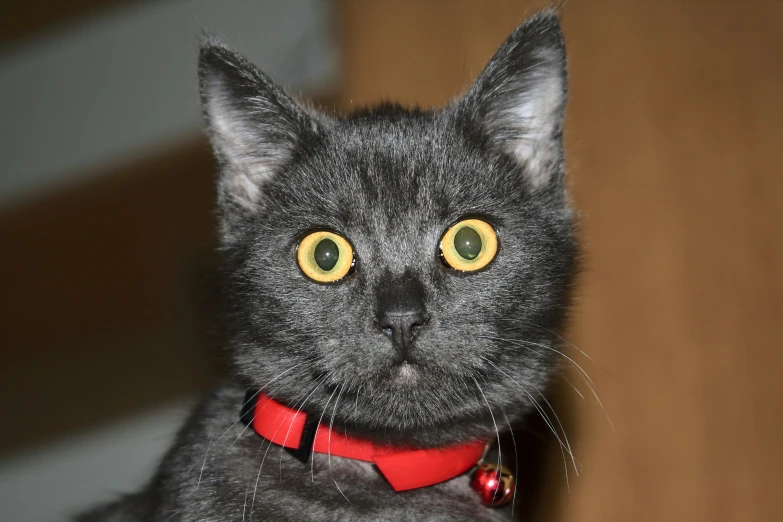 a black cat with yellow eyes and a red collar