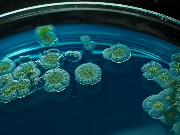 a group of green and yellow flowers floating in water