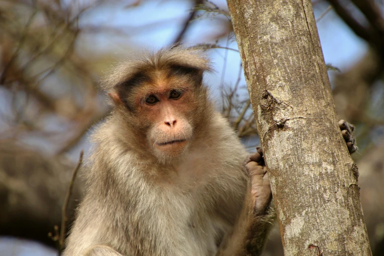 a monkey is sitting in a tree with his head turned to the side