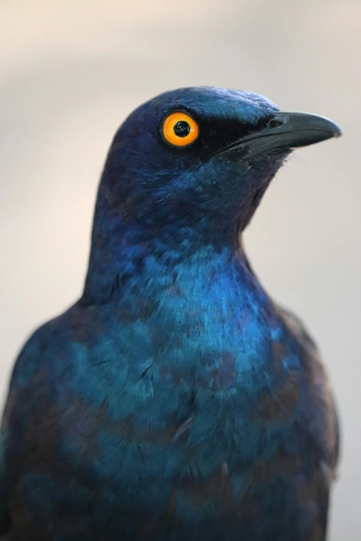 the blue bird has yellow eyes and stands looking at soing