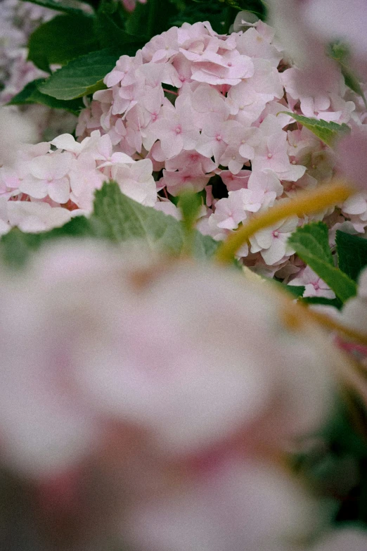 a bunch of flowers are shown on a nch