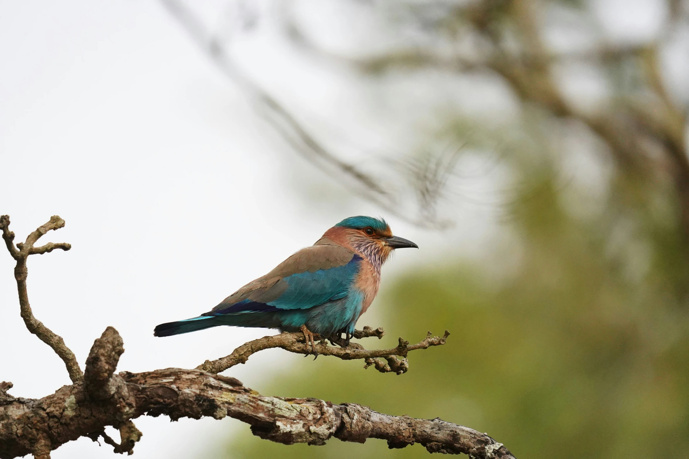 the small colorful bird is perched on the nch