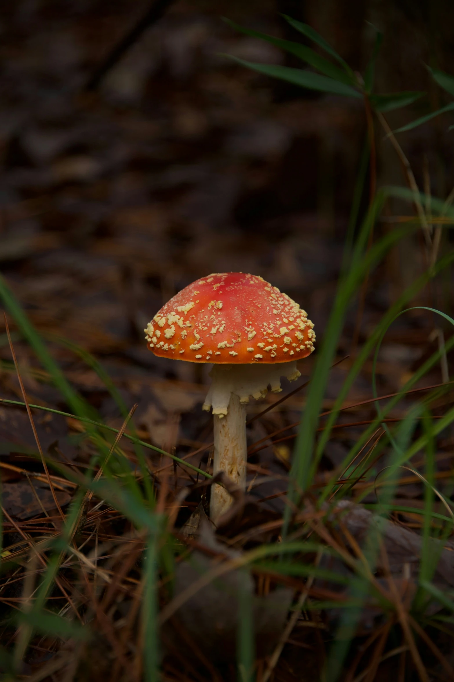 a close up of a small mushroom on the ground