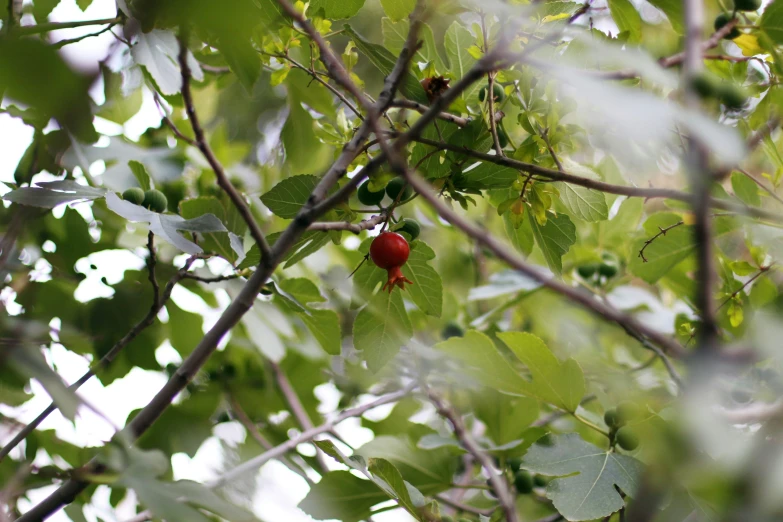 a fruit that is hanging on a tree