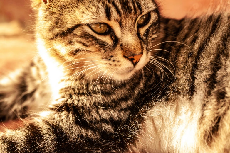 a close up of a cat laying on the ground