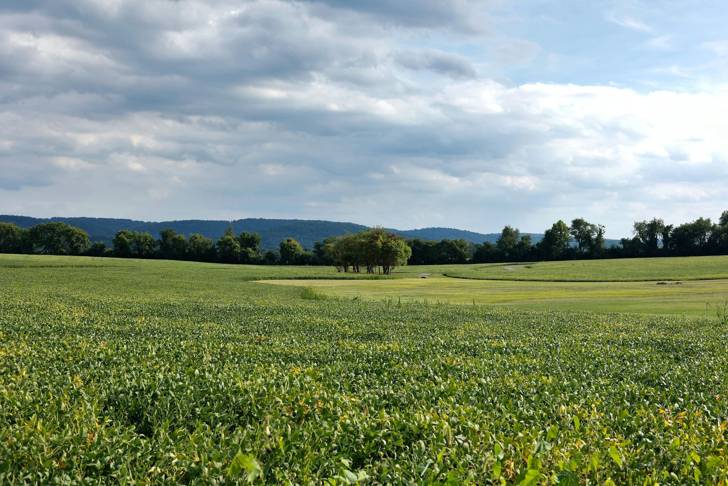 a wide open field with some very tall grass