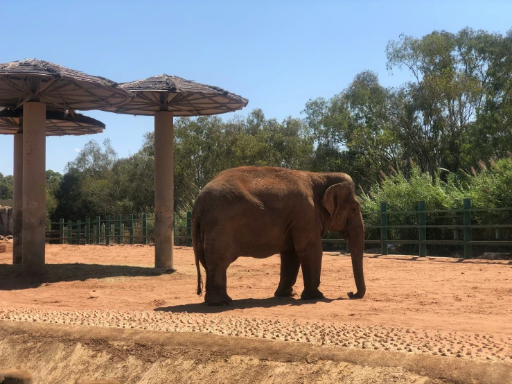 an elephant walks underneath some umbrellas on the dirt