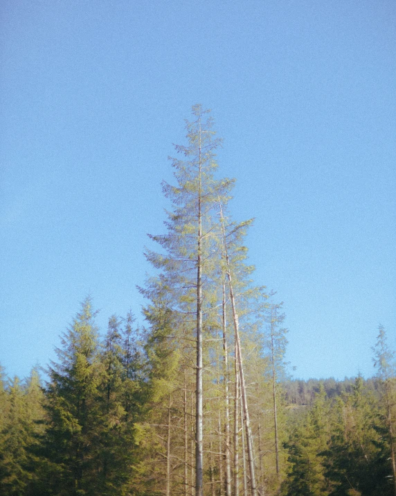 a forest with lots of tall trees in it