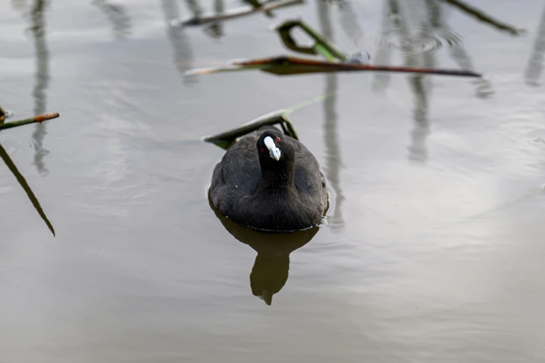 the duck is swimming in the water and reeds