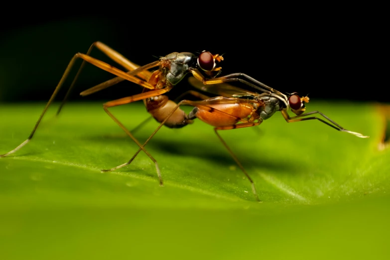 a close - up of two flies on a green leaf
