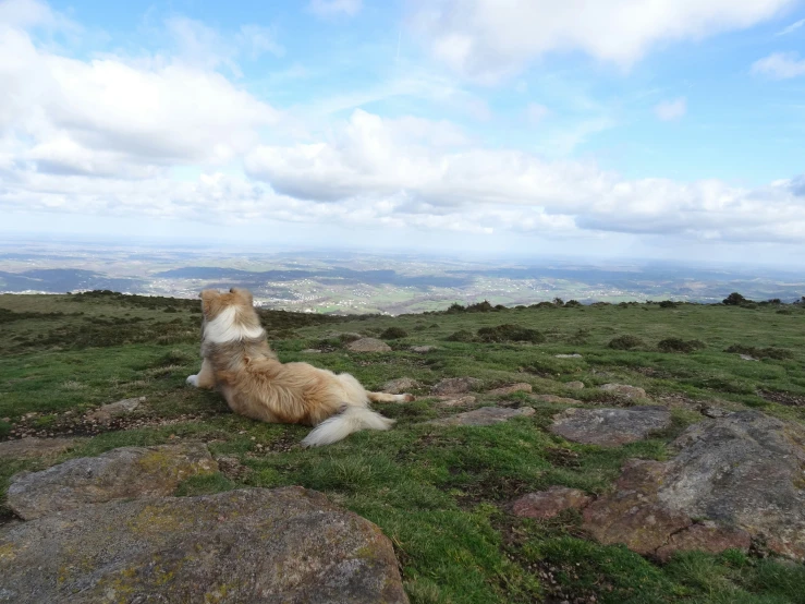 a dog resting on a rock in a mountain