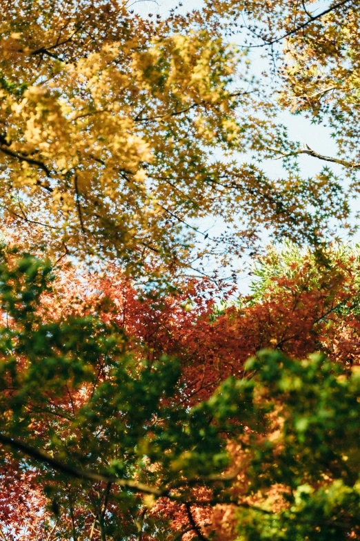 the top of a clock tower is pictured between the trees